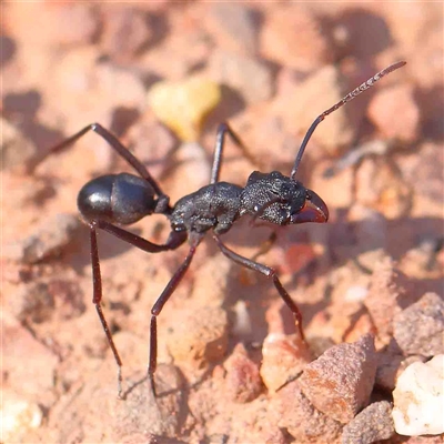 Unidentified Ant (Hymenoptera, Formicidae) at The Rock, NSW - 6 Oct 2024 by ConBoekel