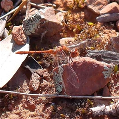 Diplacodes bipunctata (Wandering Percher) at The Rock, NSW - 6 Oct 2024 by ConBoekel