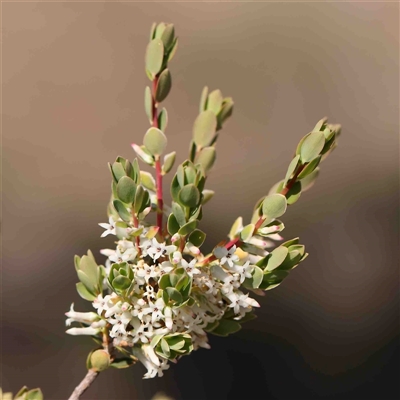 Brachyloma daphnoides (Daphne Heath) at The Rock, NSW - 7 Oct 2024 by ConBoekel