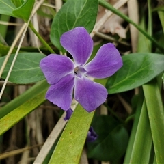 Vinca major (Blue Periwinkle) at Goulburn, NSW - 9 Oct 2024 by trevorpreston