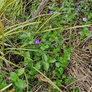 Vinca major at Goulburn, NSW - 9 Oct 2024 02:46 PM