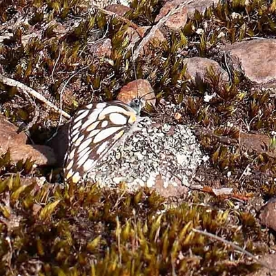 Belenois java (Caper White) at The Rock, NSW - 6 Oct 2024 by ConBoekel