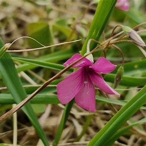 Oxalis articulata at Goulburn, NSW - 9 Oct 2024