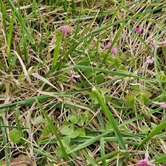 Oxalis articulata at Goulburn, NSW - 9 Oct 2024