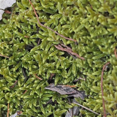 Unidentified Moss, Liverwort or Hornwort at The Rock, NSW - 7 Oct 2024 by ConBoekel