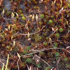 Unidentified Moss, Liverwort or Hornwort at The Rock, NSW - 7 Oct 2024 by ConBoekel