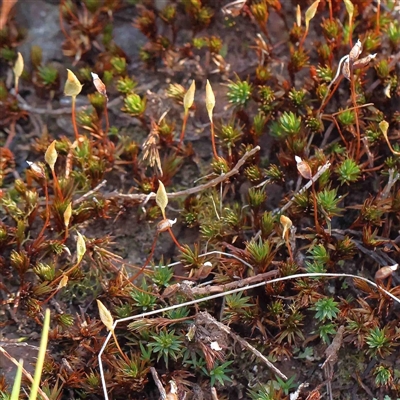 Unidentified Moss, Liverwort or Hornwort at The Rock, NSW - 7 Oct 2024 by ConBoekel