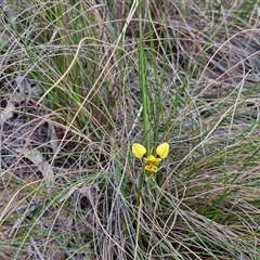 Diuris sulphurea at Goulburn, NSW - suppressed