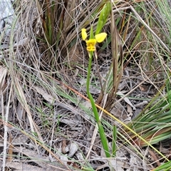 Diuris sulphurea at Goulburn, NSW - 9 Oct 2024