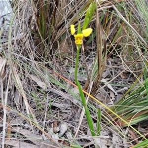 Diuris sulphurea at Goulburn, NSW - suppressed