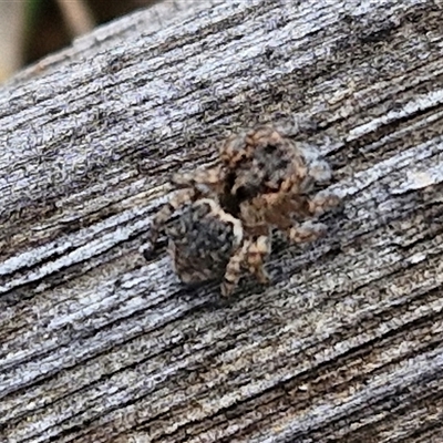 Maratus plumosus at Goulburn, NSW - 9 Oct 2024 by trevorpreston