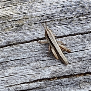 Macrotona australis at Goulburn, NSW - 9 Oct 2024 02:40 PM