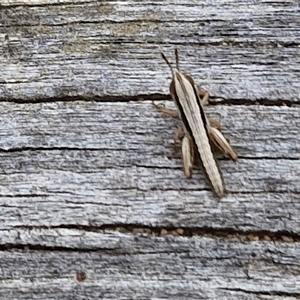 Macrotona australis at Goulburn, NSW - 9 Oct 2024 02:40 PM