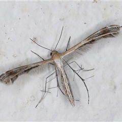 Stangeia xerodes (A plume moth) at Melba, ACT - 6 Oct 2024 by kasiaaus