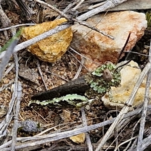 Cirphula pyrrhocnemis at Goulburn, NSW - 9 Oct 2024