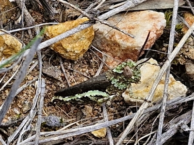 Cirphula pyrrhocnemis (Variable Cirphula) at Goulburn, NSW - 9 Oct 2024 by trevorpreston