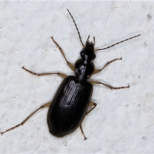 Notagonum submetallicum at Melba, ACT - 6 Oct 2024 07:52 PM