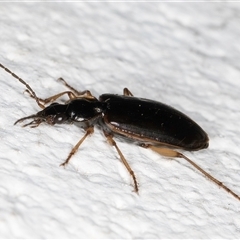 Notagonum submetallicum at Melba, ACT - 6 Oct 2024 07:52 PM