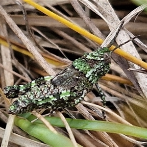 Cirphula pyrrhocnemis at Goulburn, NSW - 9 Oct 2024