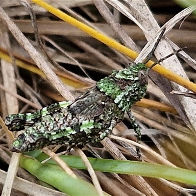 Cirphula pyrrhocnemis (Variable Cirphula) at Goulburn, NSW - 9 Oct 2024 by trevorpreston