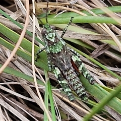 Cirphula pyrrhocnemis at Goulburn, NSW - 9 Oct 2024