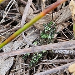 Cirphula pyrrhocnemis at Goulburn, NSW - 9 Oct 2024