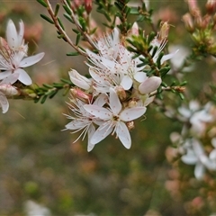 Calytrix tetragona (Common Fringe-myrtle) at Goulburn, NSW - 9 Oct 2024 by trevorpreston