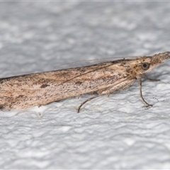 Faveria tritalis (Couchgrass Webworm) at Melba, ACT - 6 Oct 2024 by kasiaaus