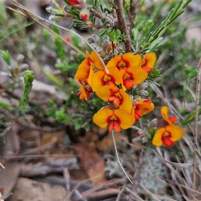 Dillwynia sericea (Egg And Bacon Peas) at Goulburn, NSW - 9 Oct 2024 by trevorpreston