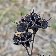 Haemodorum planifolium (Bloodroot) at Goulburn, NSW - 9 Oct 2024 by trevorpreston