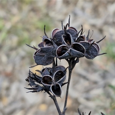 Haemodorum planifolium (Bloodroot) at Goulburn, NSW - 9 Oct 2024 by trevorpreston