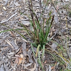 Haemodorum planifolium at Goulburn, NSW - 9 Oct 2024