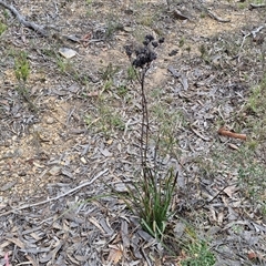 Haemodorum planifolium at Goulburn, NSW - 9 Oct 2024