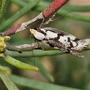 Eusemocosma pruinosa at Goulburn, NSW - 9 Oct 2024 02:30 PM