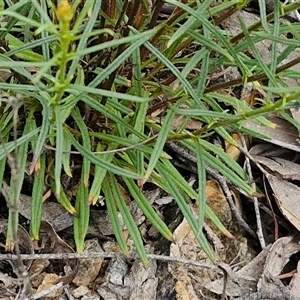 Xerochrysum viscosum at Goulburn, NSW - 9 Oct 2024 02:29 PM