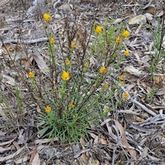 Xerochrysum viscosum at Goulburn, NSW - 9 Oct 2024 02:29 PM