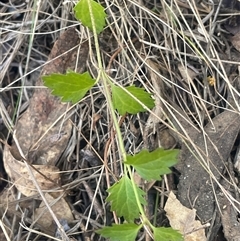 Veronica plebeia (Trailing Speedwell, Creeping Speedwell) at Googong, NSW - 8 Oct 2024 by JaneR