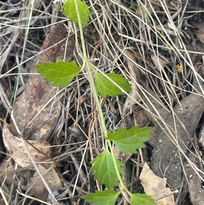 Veronica plebeia (Trailing Speedwell, Creeping Speedwell) at Googong, NSW - 9 Oct 2024 by JaneR