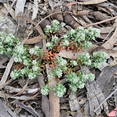 Poranthera microphylla at Goulburn, NSW - 9 Oct 2024 02:29 PM