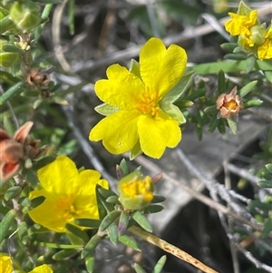 Hibbertia calycina at Googong, NSW - 9 Oct 2024 11:24 AM