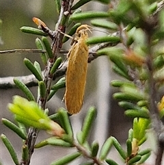 Eulechria electrodes at Goulburn, NSW - 9 Oct 2024