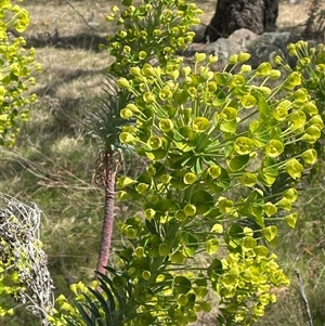 Euphorbia characias at Googong, NSW - 9 Oct 2024