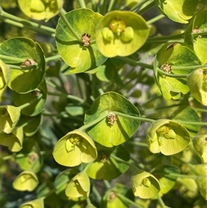 Euphorbia characias at Googong, NSW - 9 Oct 2024