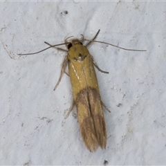 Stathmopoda crocophanes (Yellow Stathmopoda Moth) at Melba, ACT - 6 Oct 2024 by kasiaaus