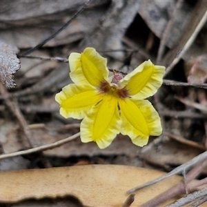 Goodenia hederacea subsp. hederacea at Goulburn, NSW - 9 Oct 2024 02:27 PM