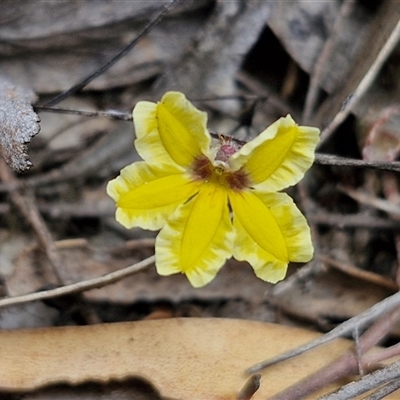 Goodenia hederacea subsp. hederacea (Ivy Goodenia, Forest Goodenia) at Goulburn, NSW - 9 Oct 2024 by trevorpreston