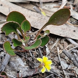 Goodenia hederacea subsp. hederacea at Goulburn, NSW - 9 Oct 2024 02:27 PM