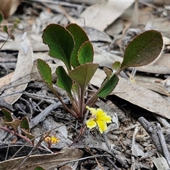 Goodenia hederacea subsp. hederacea at Goulburn, NSW - 9 Oct 2024 02:27 PM