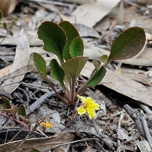 Goodenia hederacea subsp. hederacea at Goulburn, NSW - 9 Oct 2024 02:27 PM