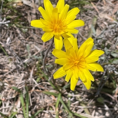 Microseris walteri (Yam Daisy, Murnong) at Googong, NSW - 9 Oct 2024 by JaneR